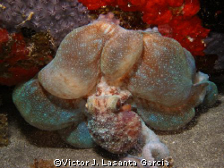 octopus at night in wreck city in s t a c i a {st eustacleo} by Victor J. Lasanta Garcia 